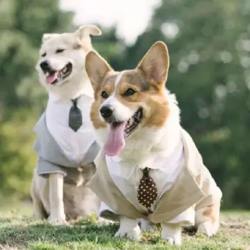 Dog Wedding Tuxedo Suit for Large Dogs