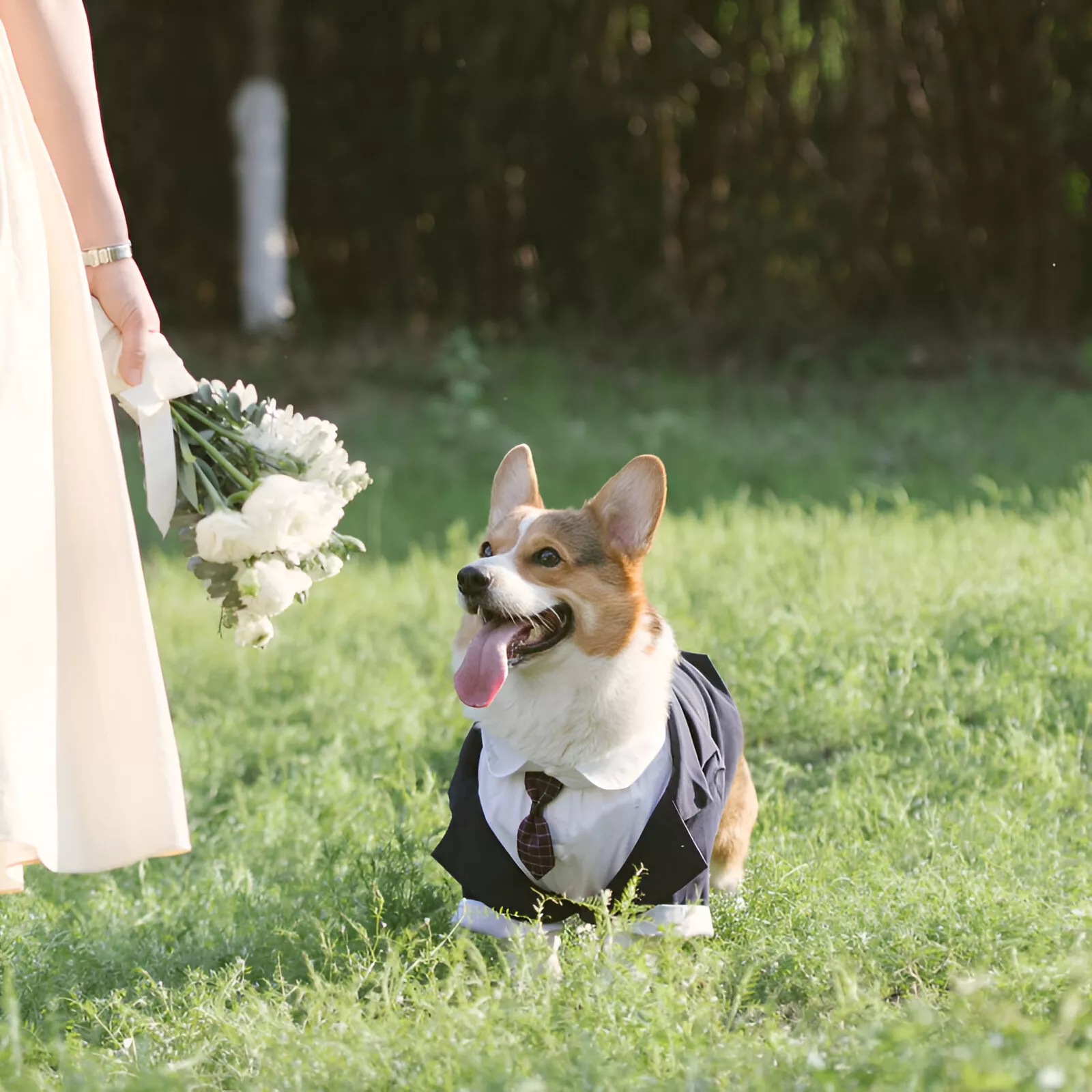 Dog Wedding Tuxedo Suit for Large Dogs - Image 4