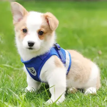 Reflective Dog Harness with Leash