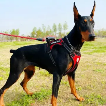 Doberman Dog Harness Collar Leash Set